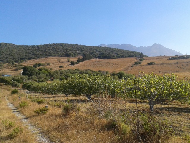 Plot, Casares, R3591997