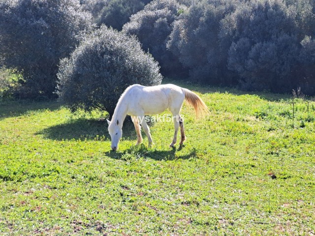 Parcelle, San Roque, R3804994