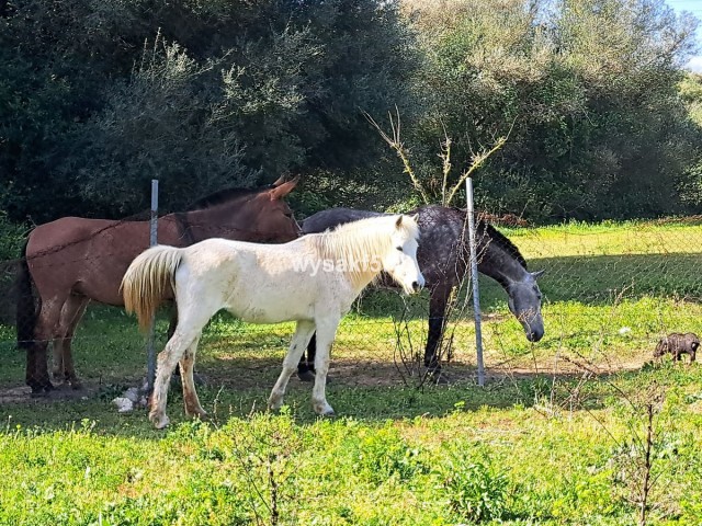  Parcelle à San Roque