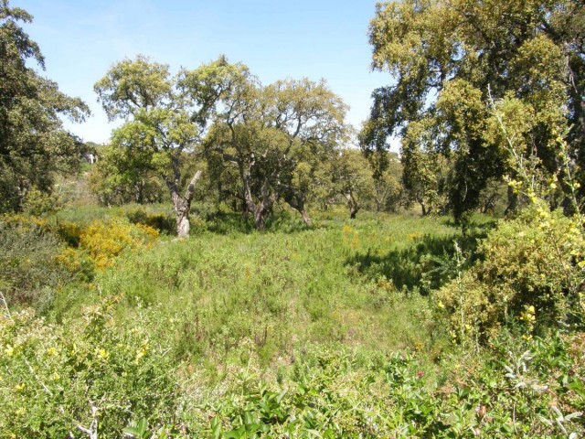  Terreno en San Roque Club