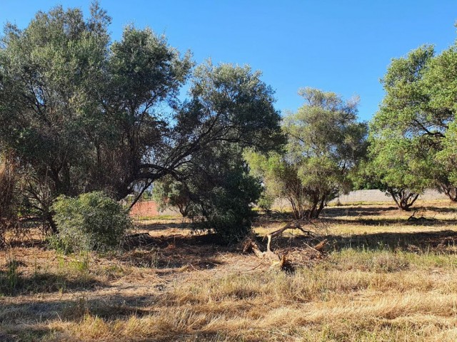  Plot in San Pedro de Alcántara