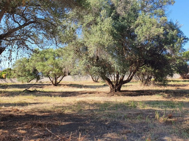  Plot in San Pedro de Alcántara