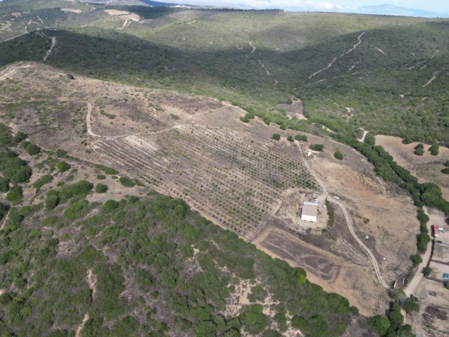 Tontti Manilva - R4870753