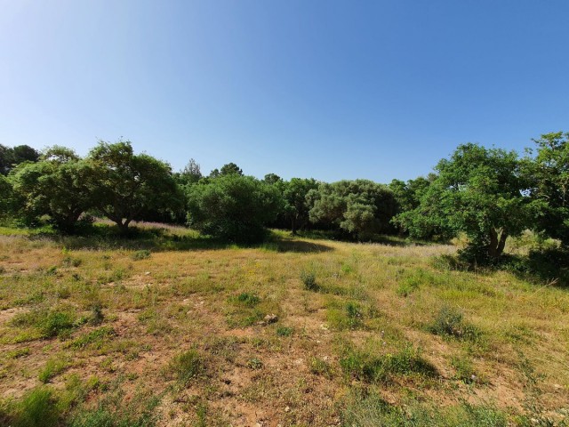  Plot in Sotogrande