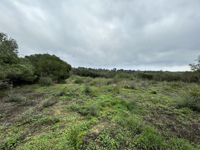 Terreno, Sotogrande Alto, R4880659