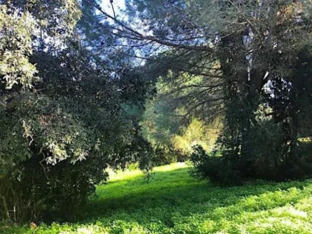 Perceel, Sotogrande Alto, R5045269