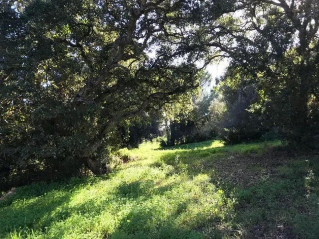 Perceel, Sotogrande Alto, R5045269