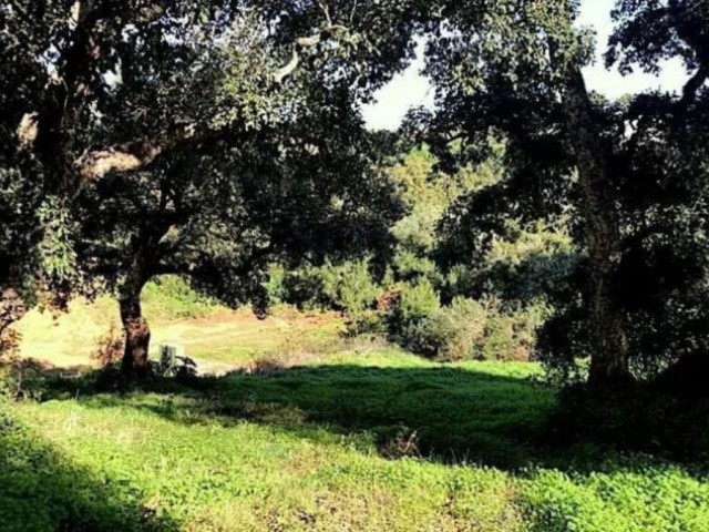 Perceel, Sotogrande Alto, R5045269