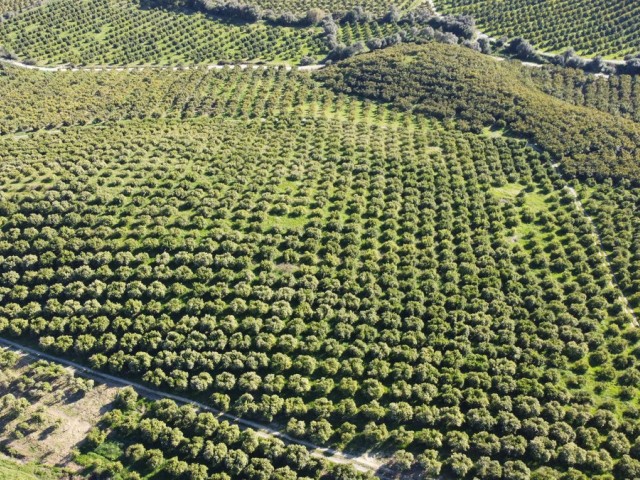  Terreno en Casares