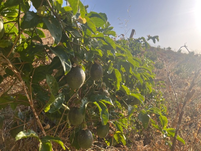  Terreno en Alhaurín el Grande