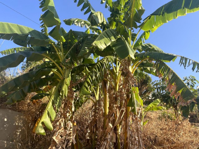  Terreno en Alhaurín el Grande