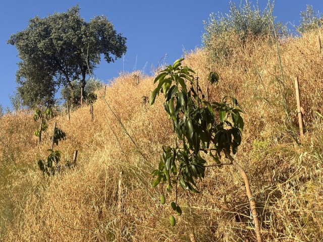  Terreno en Alhaurín el Grande