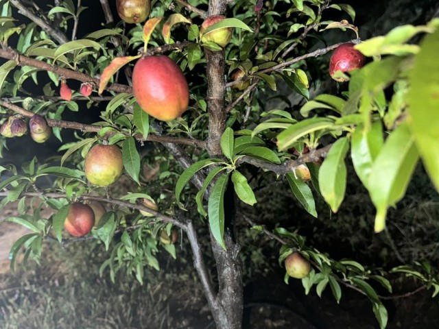  Terreno en Alhaurín el Grande