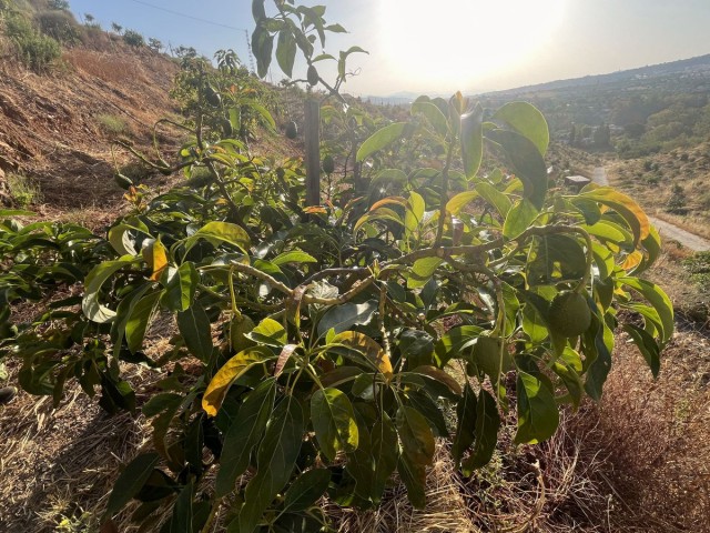  Terreno en Alhaurín el Grande