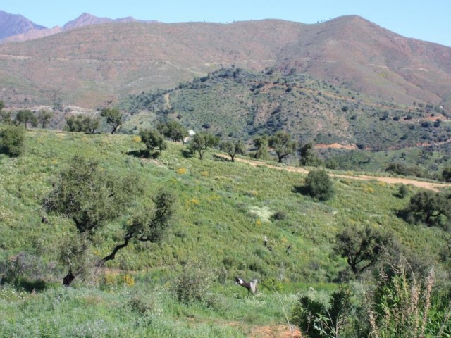  Parcelle à La Mairena