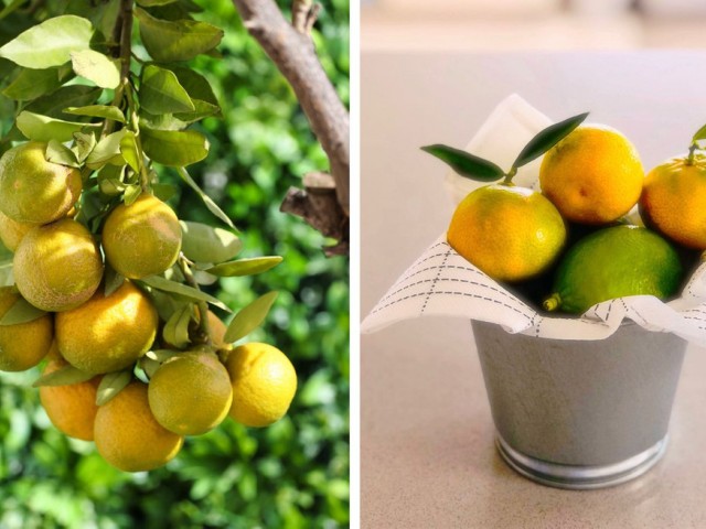 3 Bedrooms Townhouse in La Cala de Mijas