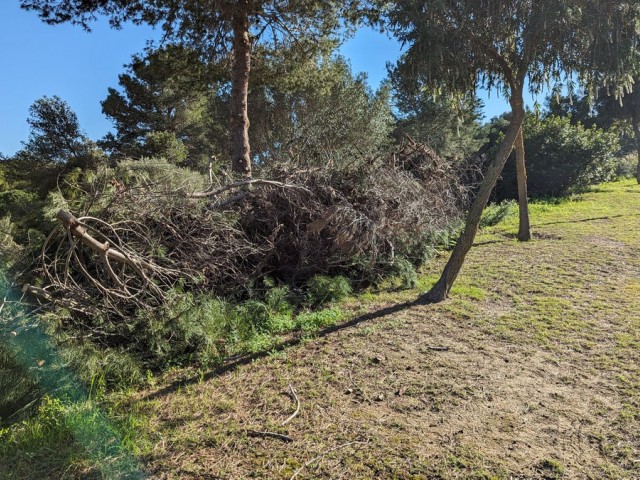  Parcelle à Sotogrande