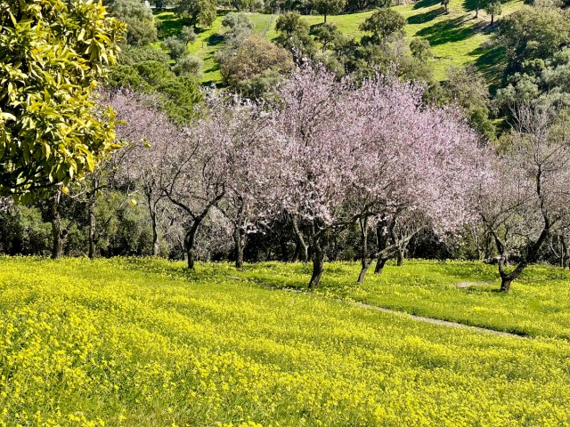 Plot, Casares, R5165197