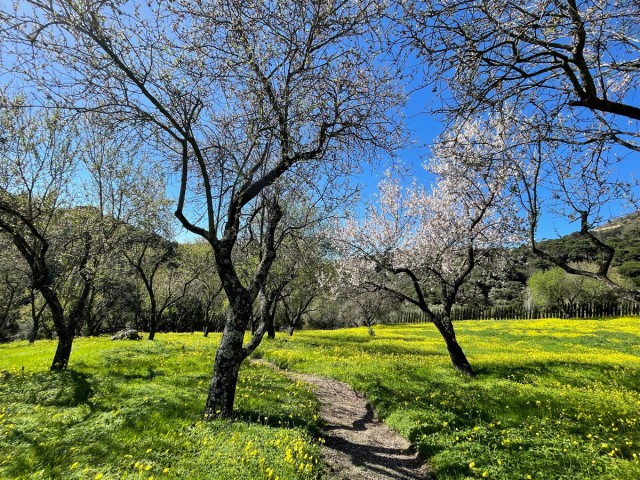 Plot, Casares, R5165197