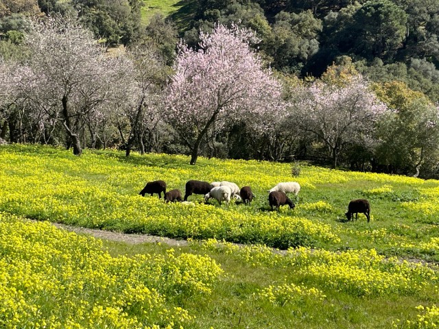 Parcelle à Casares