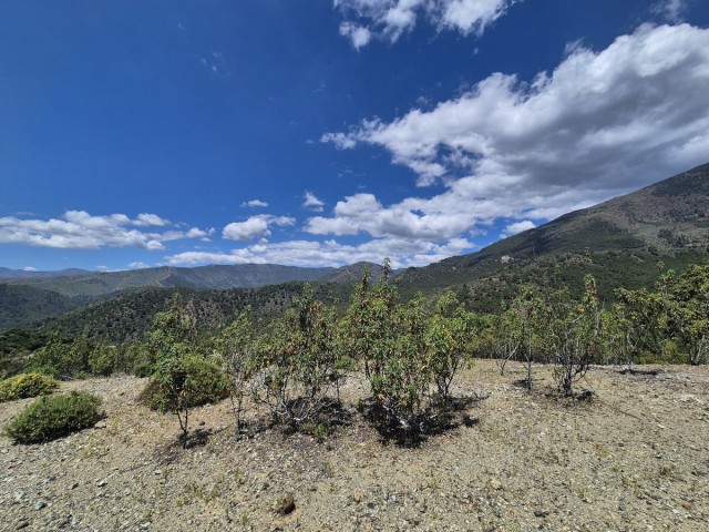 Tomt, La Zagaleta, R5218528