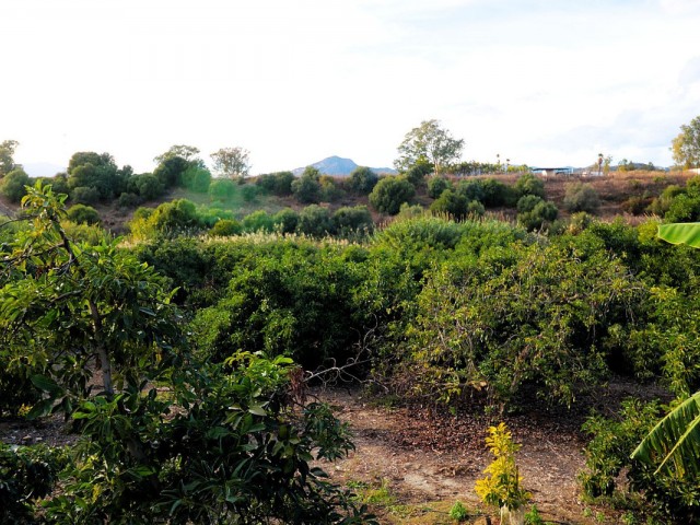 Plot, San Pedro de Alcántara