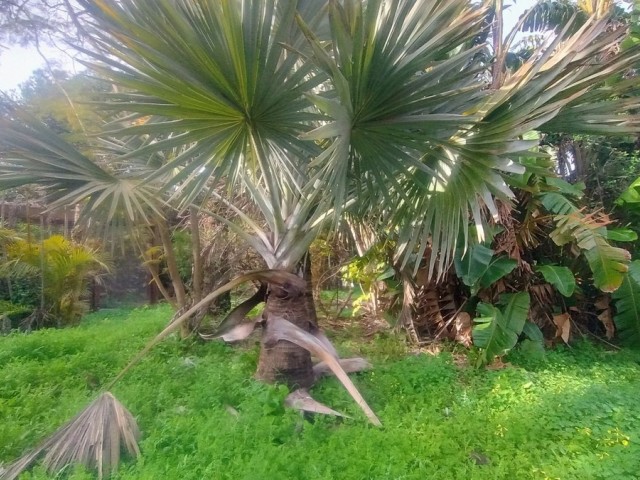  Grundstück in Hacienda Las Chapas