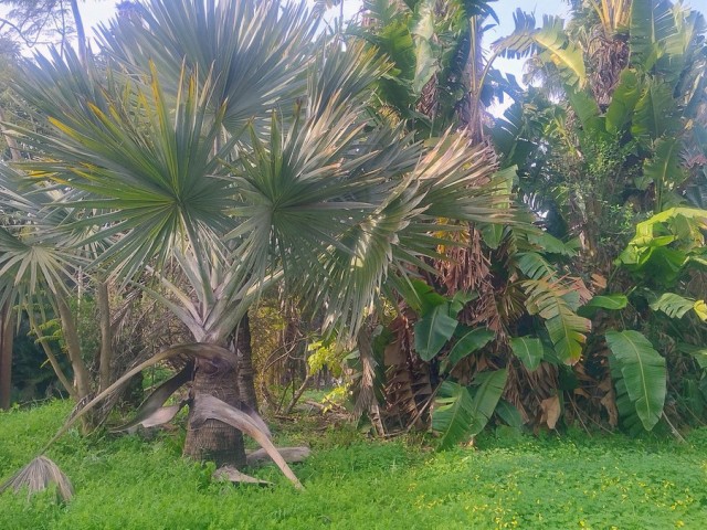  Tontti Hacienda Las Chapas