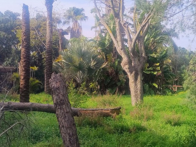  Parcelle à Hacienda Las Chapas
