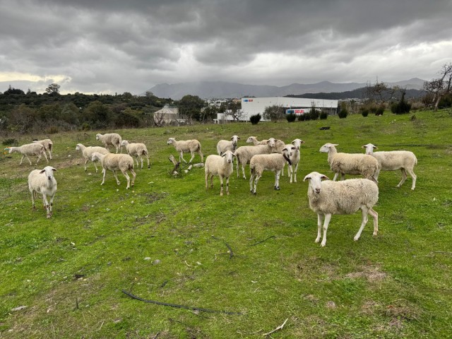 4 Schlafzimmer Villa in Estepona