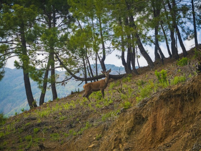  Grundstück in La Zagaleta