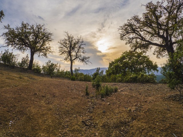  Grundstück in La Zagaleta