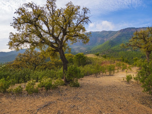  Parcelle à La Zagaleta