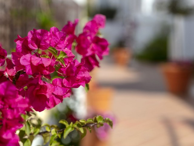 3 Makuuhuoneen Huoneisto Nueva Andalucía