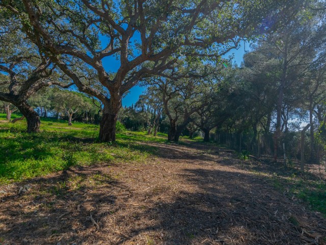  Tontti Sotogrande Alto