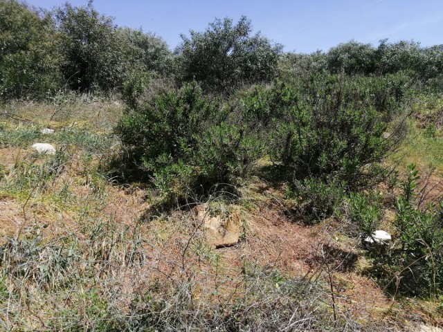  Grundstück in San Roque